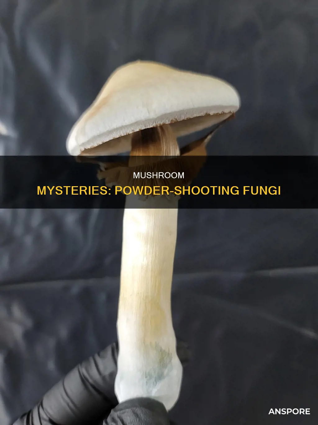 what mushroom shoots out powder