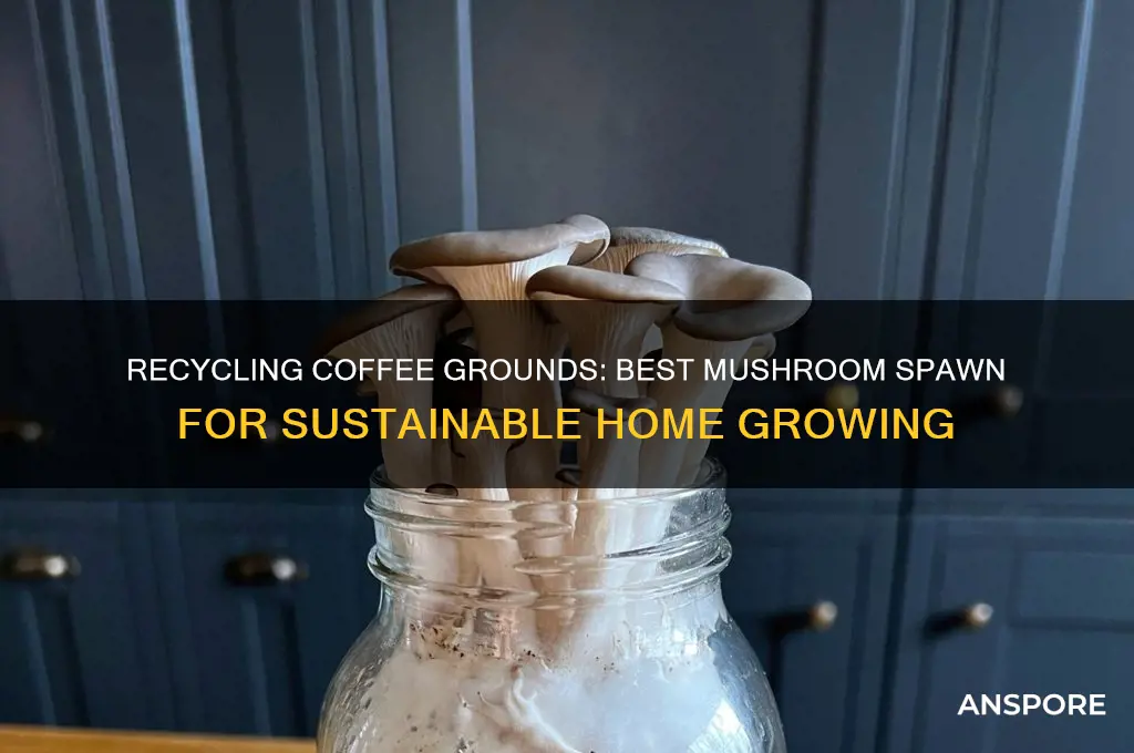 what mushroom spawn can be used in coffee grounds
