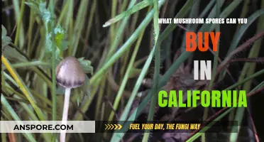 Where to Buy Legal Mushroom Spores in California: A Guide