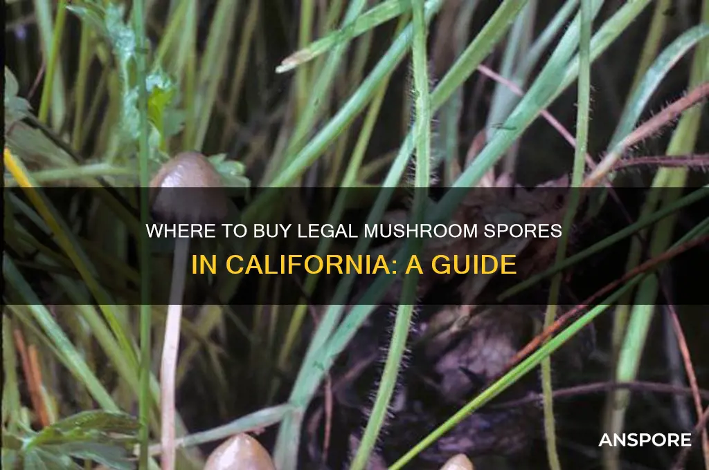 what mushroom spores can you buy in california