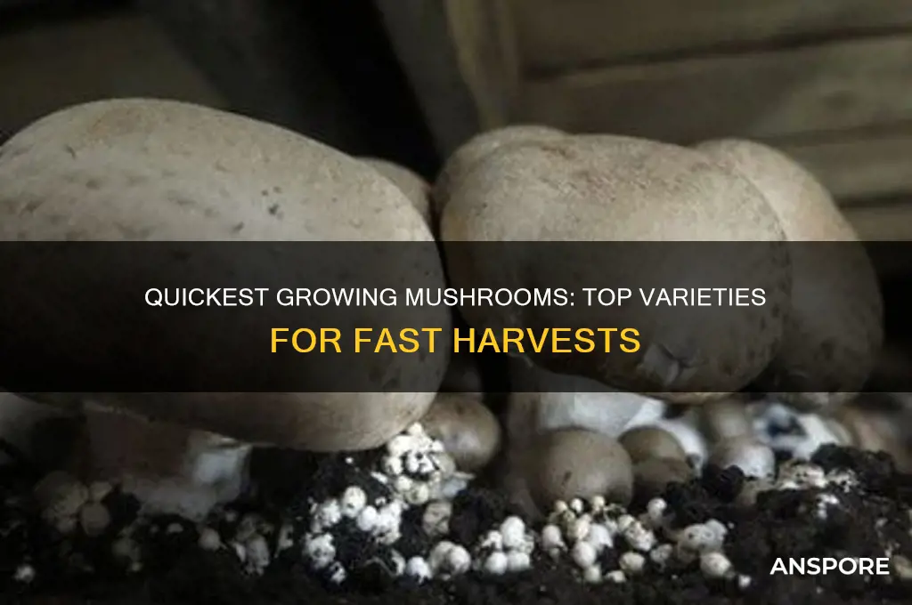 what mushroom takes the least time to grow