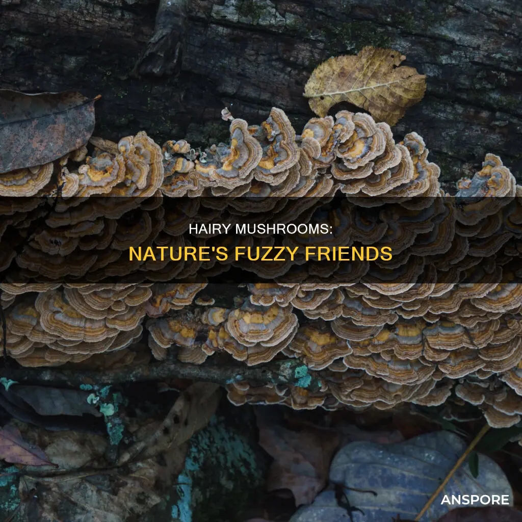 what mushroom type looks hairy