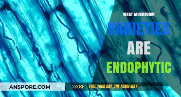 Exploring Endophytic Mushroom Varieties and Their Benefits