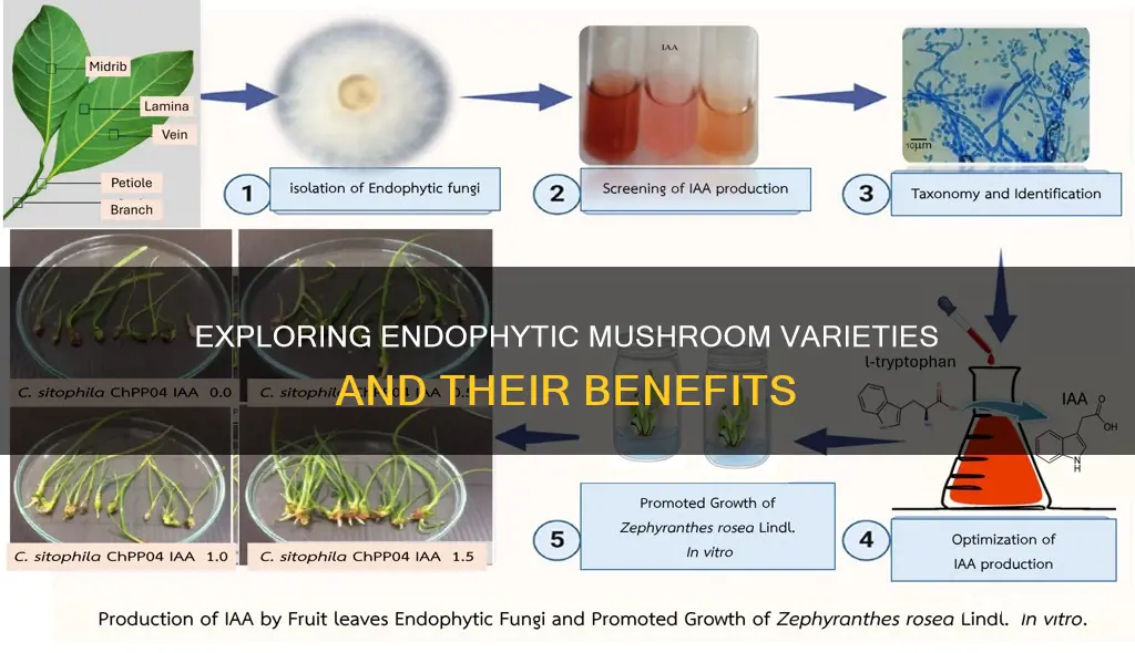 what mushroom varieties are endophytic