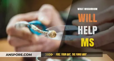 Mushroom Magic: MS Treatment