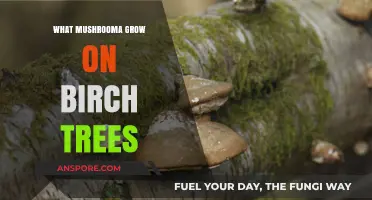 Birch Tree Fungi: Discovering Mushrooms That Thrive on Birch Trees
