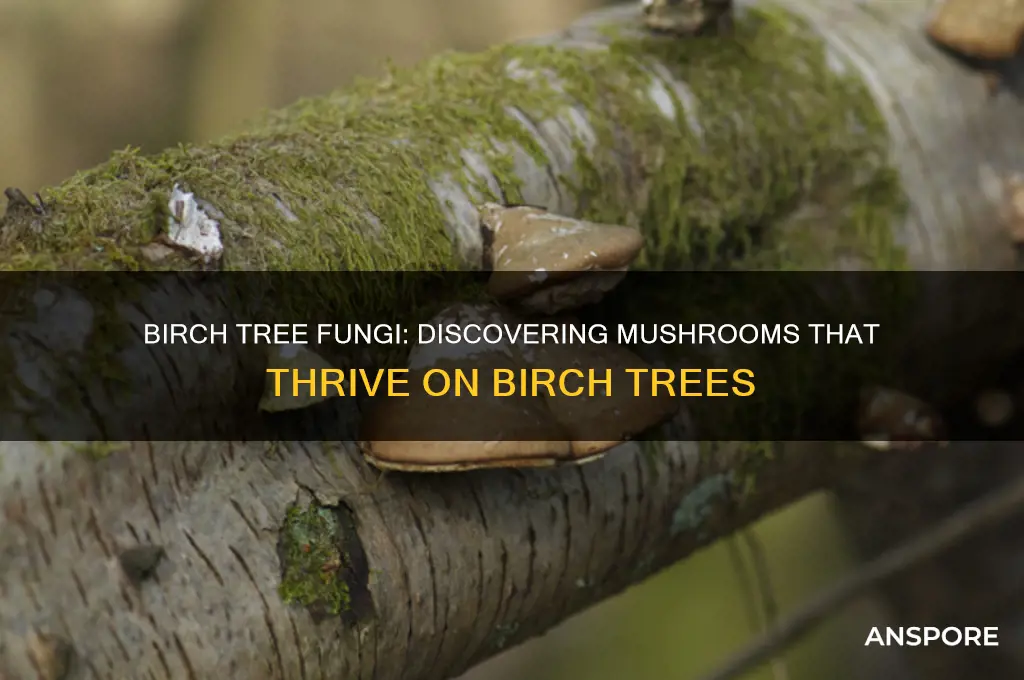 what mushrooma grow on birch trees