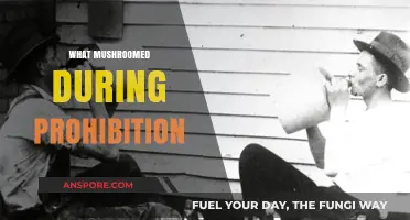 The Rise of Organized Crime During Prohibition