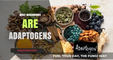Mushroom Adaptogens: Supercharging Your Body's Stress Response