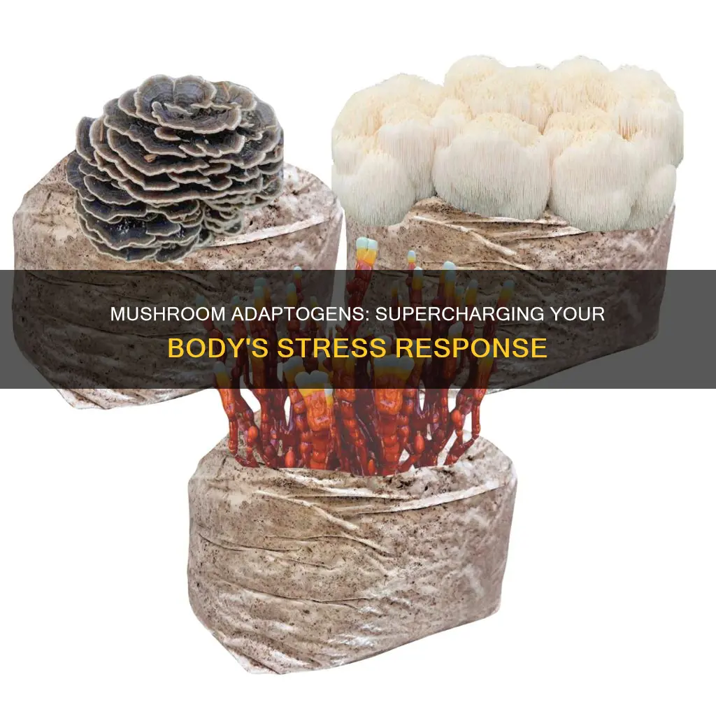 what mushrooms are adaptogens