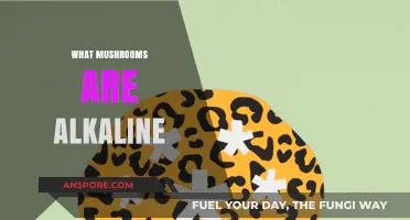 Mushroom Magic: Discover the Alkaline Superfoods