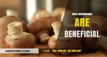 Mushrooms: Nature's Superfood for Health Benefits