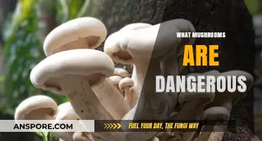 Poisonous Mushrooms: Identifying Danger