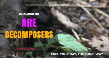 Mushroom Decomposers: Nature's Unseen Clean-up Crew