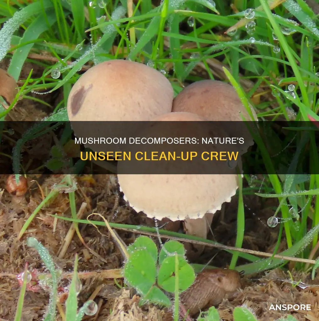 what mushrooms are decomposers