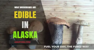 Alaska's Edible Mushrooms: A Guide to Safe Foraging in the Wild