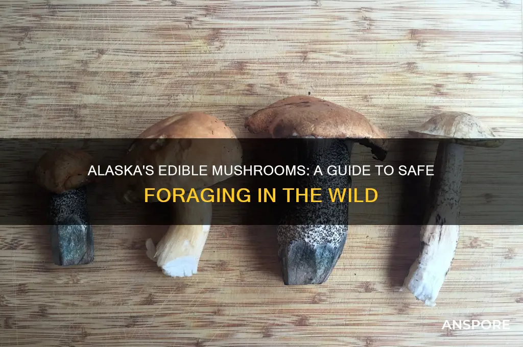 what mushrooms are edible in alaska