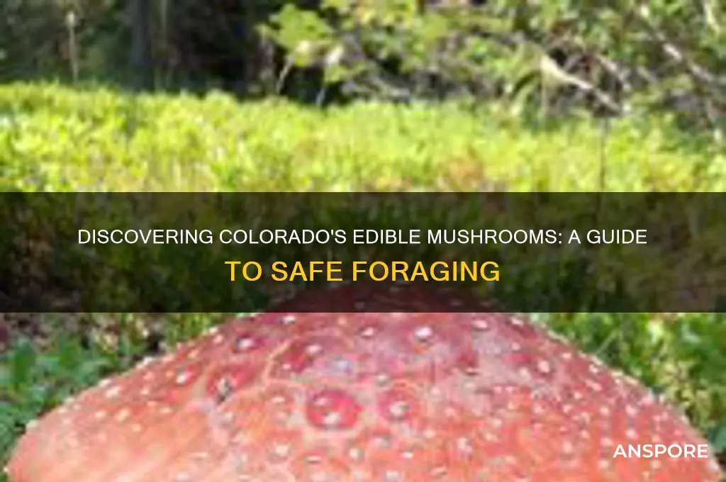 what mushrooms are edible in colorado