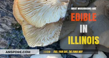 Discovering Illinois' Edible Mushrooms: A Forager's Safe Guide