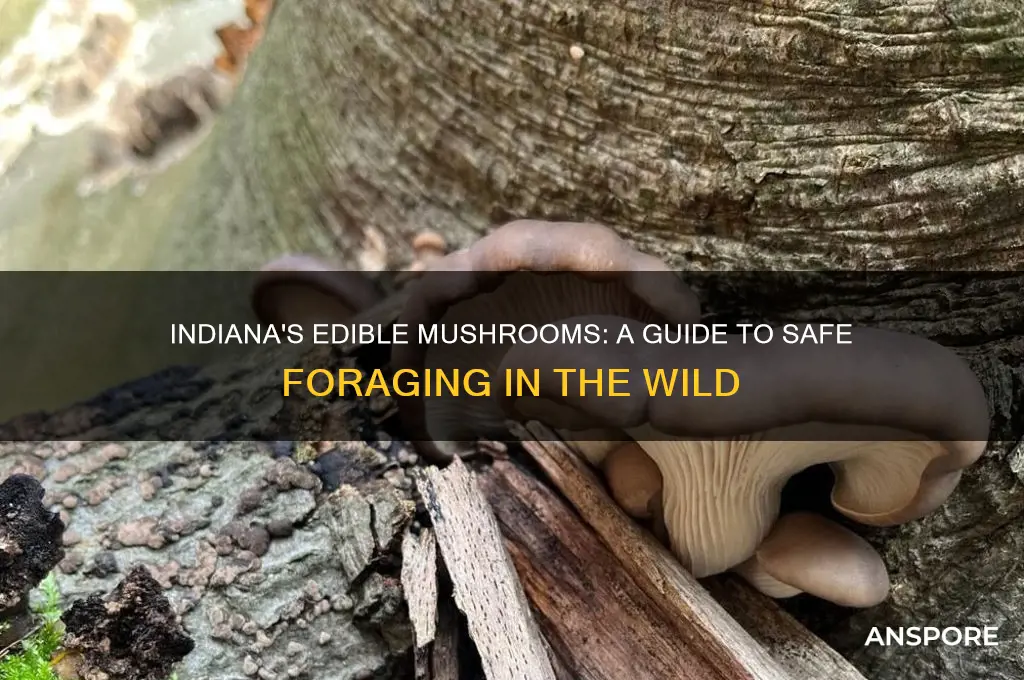 what mushrooms are edible in indiana