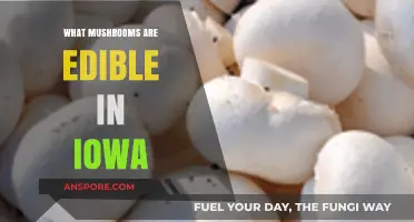 Iowa's Edible Mushrooms: A Guide to Safe and Tasty Foraging