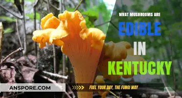 Kentucky's Edible Mushrooms: A Guide to Safe Foraging in the Bluegrass State