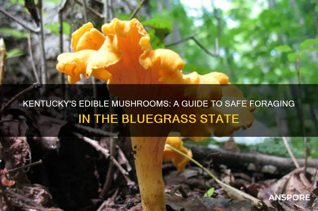 what mushrooms are edible in kentucky