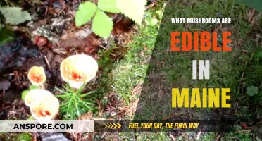 Maine's Edible Mushrooms: A Guide to Safe Foraging in the Woods