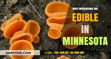Discovering Minnesota's Edible Mushrooms: A Forager's Safe Guide