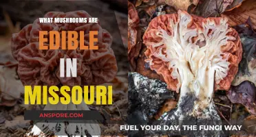 Discovering Missouri's Edible Mushrooms: A Forager's Guide to Safe Varieties