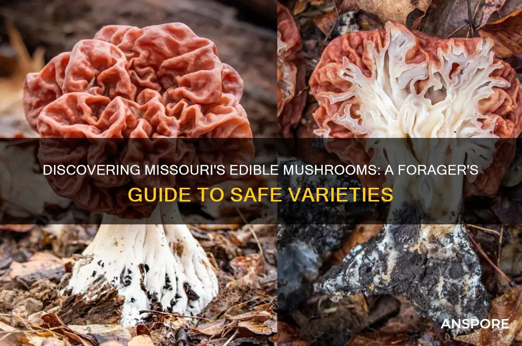 what mushrooms are edible in missouri