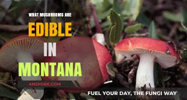 Montana's Edible Mushrooms: A Guide to Safe Foraging in the Wild