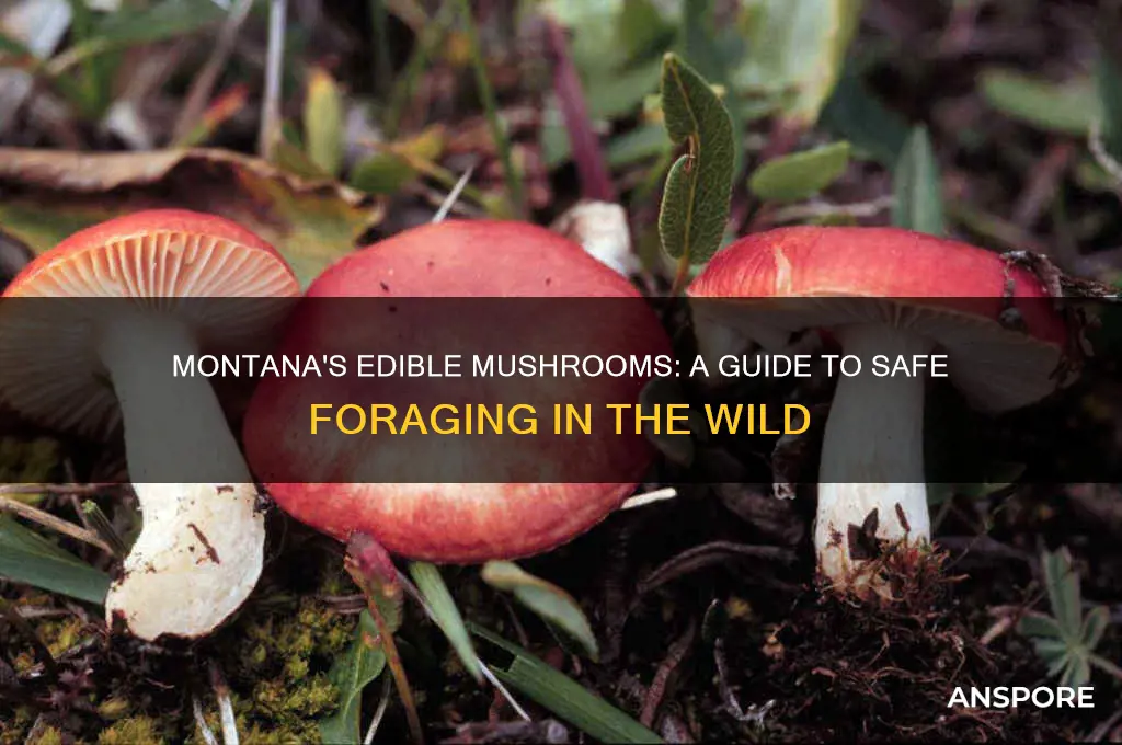 what mushrooms are edible in montana