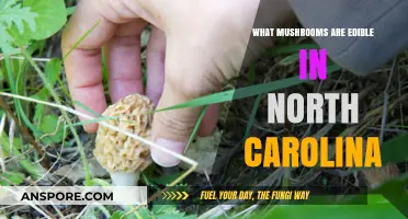 Discovering North Carolina's Edible Mushrooms: A Forager's Guide to Safe Finds