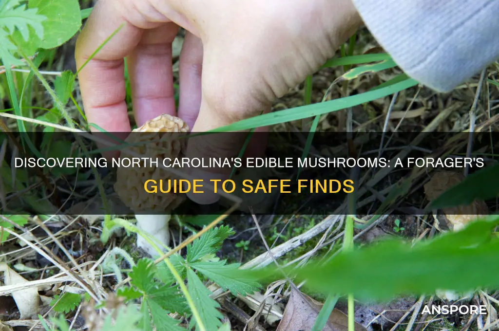 what mushrooms are edible in north carolina