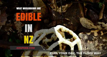 Discovering New Zealand's Safest and Most Delicious Edible Mushrooms