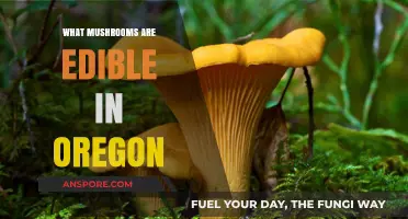 Oregon's Edible Mushrooms: A Guide to Safe and Delicious Foraging