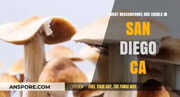 Discovering San Diego's Edible Mushrooms: A Forager's Guide to Safe Finds