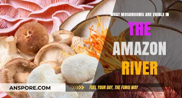 Exploring Edible Amazon River Mushrooms: A Guide to Safe Foraging