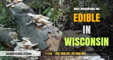 Wisconsin's Edible Mushrooms: A Guide to Safe Foraging in the Wild
