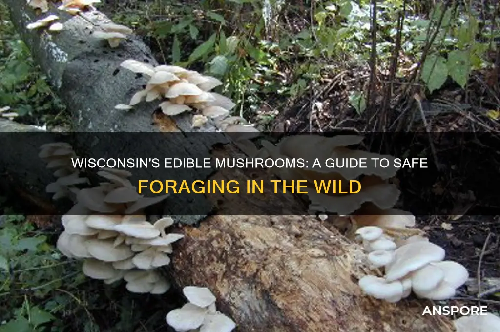 what mushrooms are edible in wisconsin
