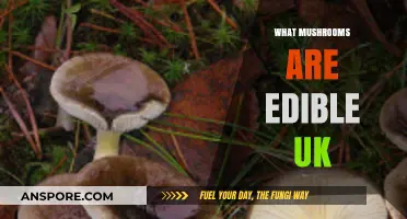 Discovering Safe and Delicious Edible Mushrooms in the UK