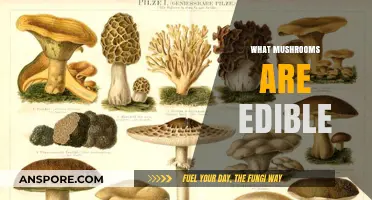 Discovering Safe and Delicious Edible Mushrooms: A Beginner's Guide
