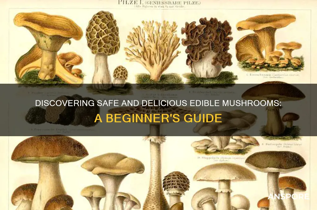 what mushrooms are edible