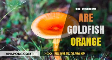 Goldfish-Orange Mushrooms: What Are They?