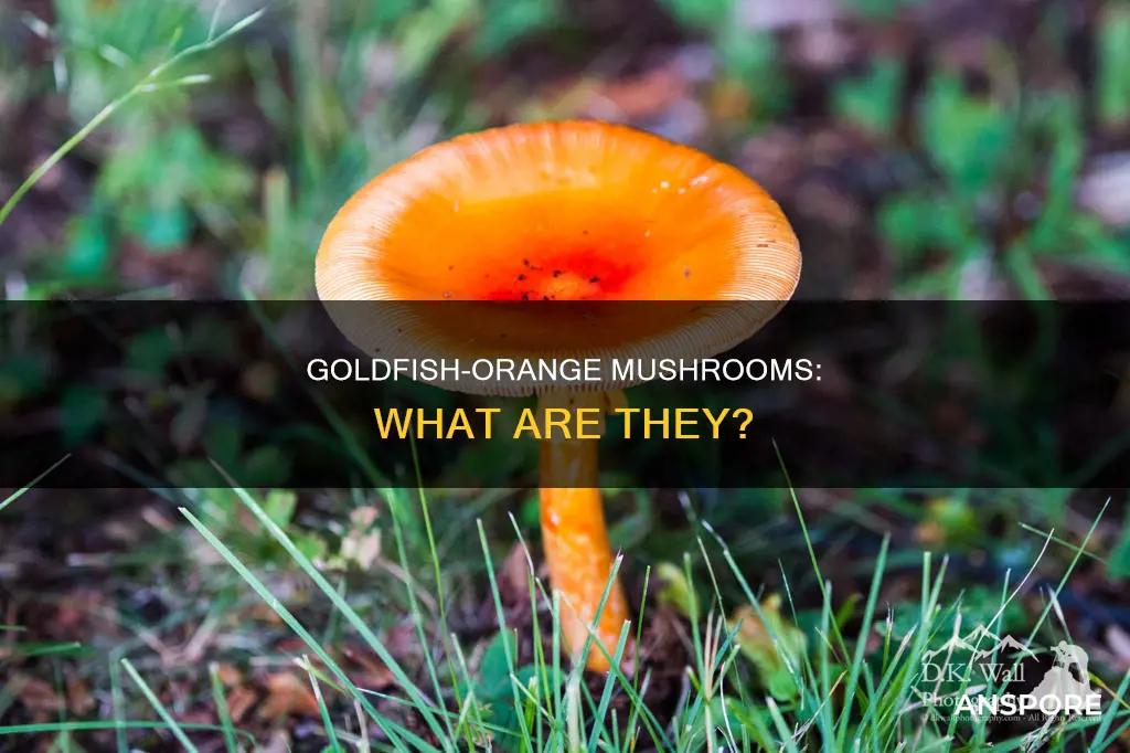 what mushrooms are goldfish orange