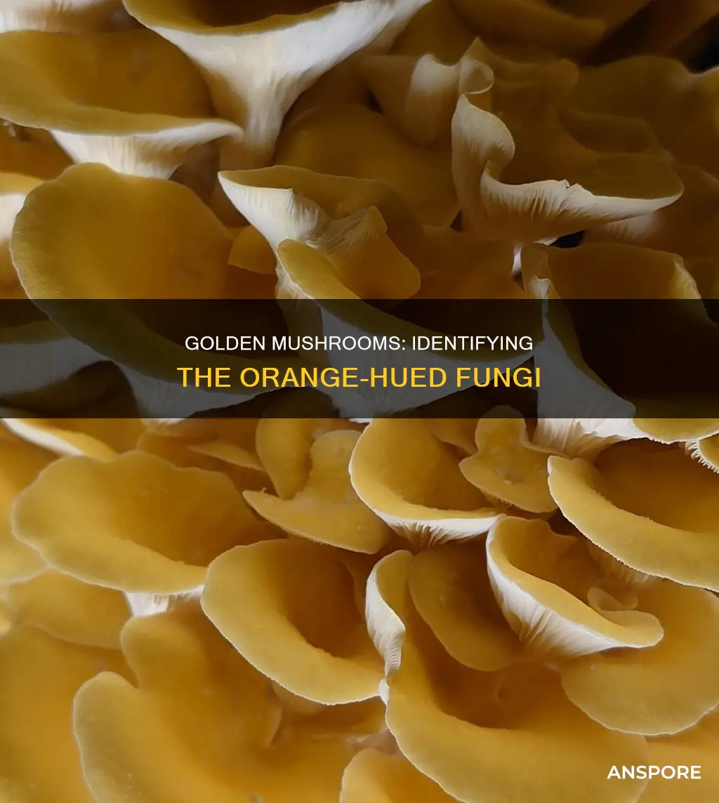 what mushrooms are goldish organge