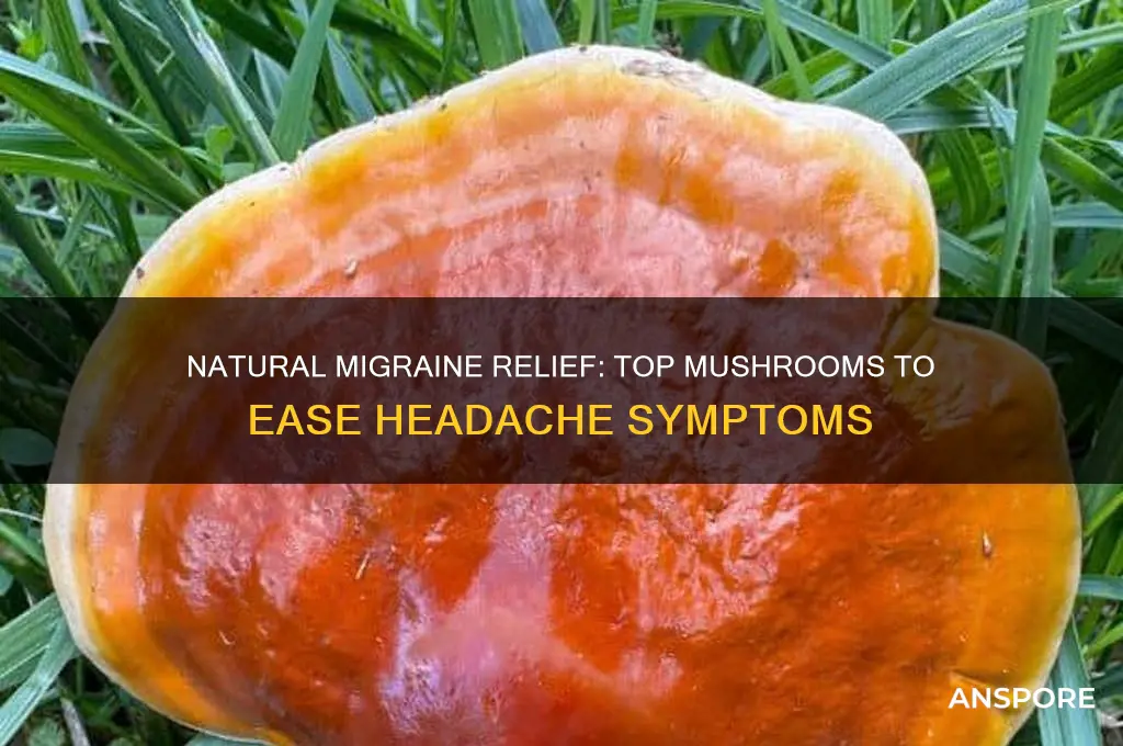 what mushrooms are good for combating migraines
