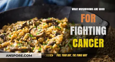 Mushrooms with Anti-Cancer Properties: Nature's Powerful Healing Allies