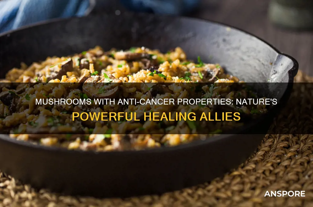 what mushrooms are good for fighting cancer